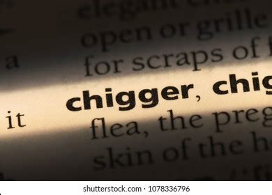 Urban Dictionary: chugget.